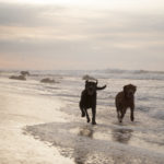 Dog Friendly Beach