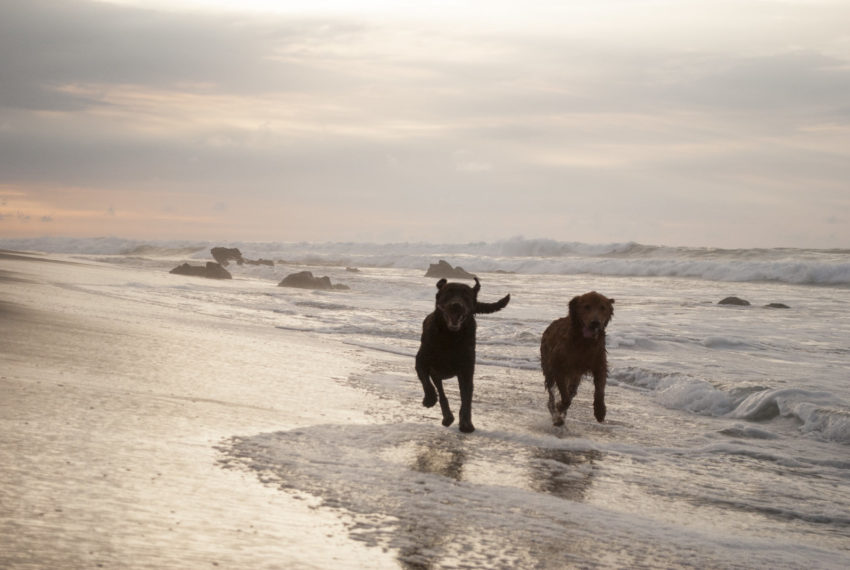 Dog Friendly Beach