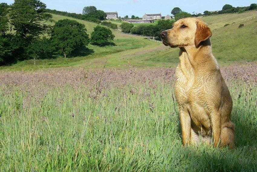 The Farmhouse Dog Friendly