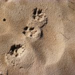 Dog Friendly Beaches