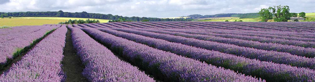 Cotswold Lavender