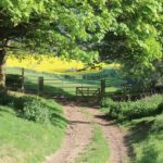 Dog Friendly Cotswolds