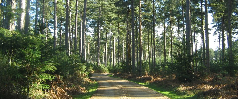 Thetford Forest