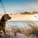 Dog Friendly Beaches Pembrokeshire