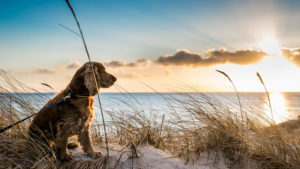 Dog Friendly Beaches Pembrokeshire