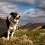 Dog friendly days out in the UK