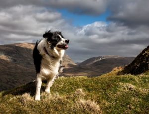 Dog friendly days out in the UK