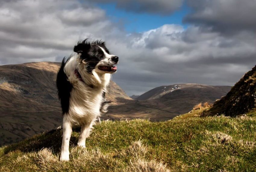 Dog friendly days out in the UK