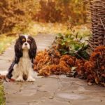 Dog Friendly Days Out in Pembrokeshire