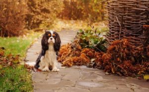 Dog Friendly Days Out in Pembrokeshire