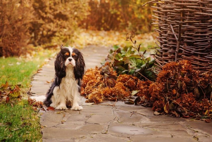 Dog Friendly Days Out in Pembrokeshire