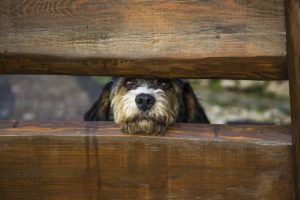 Dog Friendly Days Out in Yorkshire