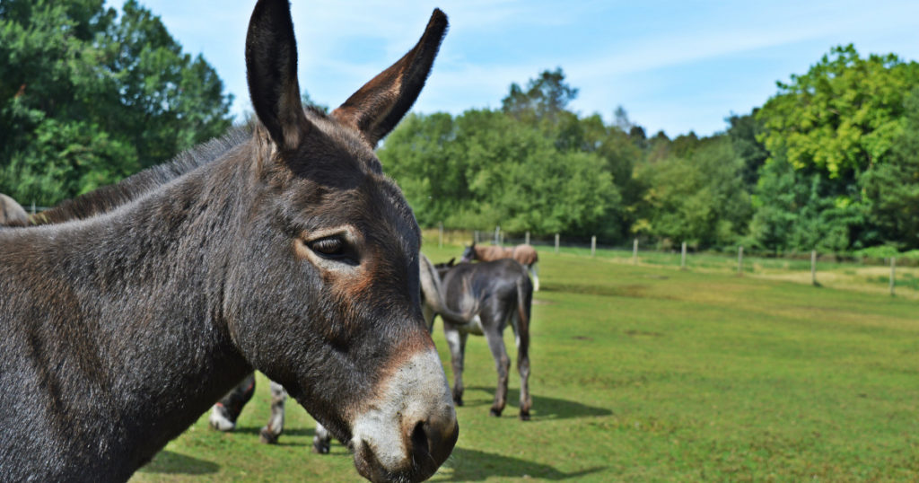 The Donkey Sanctuary