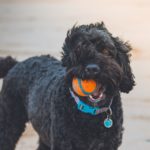 The UK’s most popular places to take the dogs