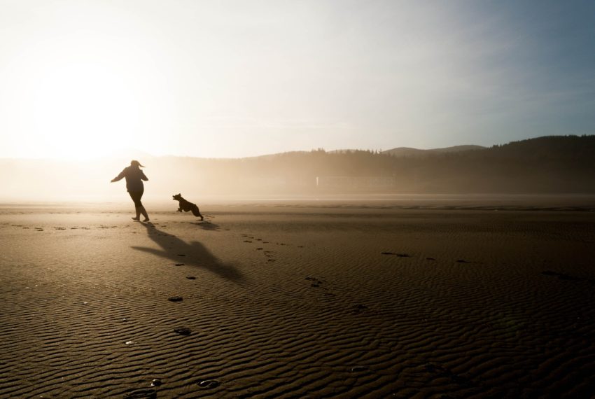 Dog Travel Advice