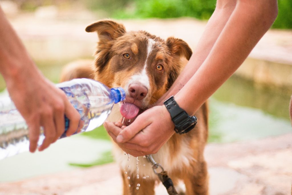 Dog Travel Hacks