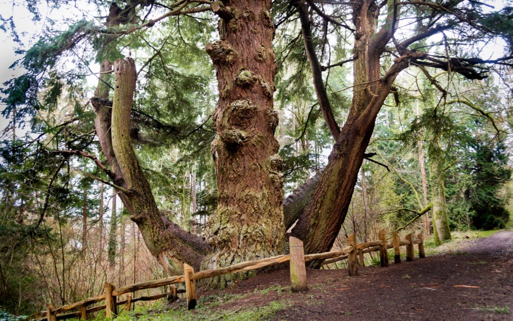 Eggesford Forest