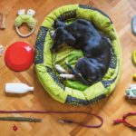 Dog Travel Prep
