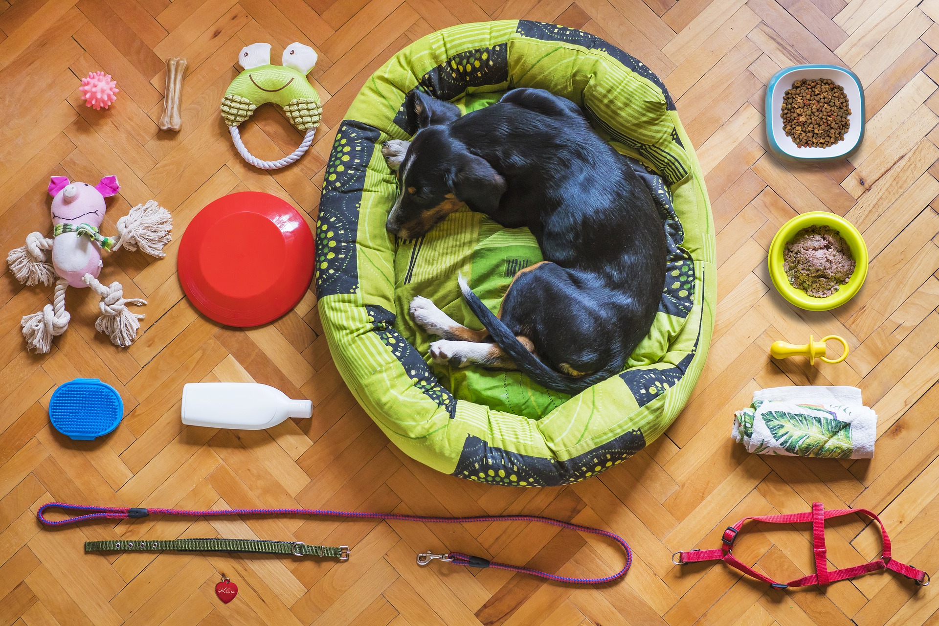 Home Must-Haves For Dog Owners