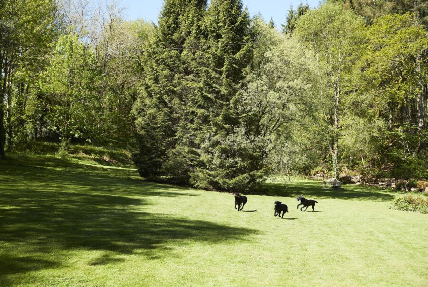 Wisteria Cottage Welcomes Three Dogs