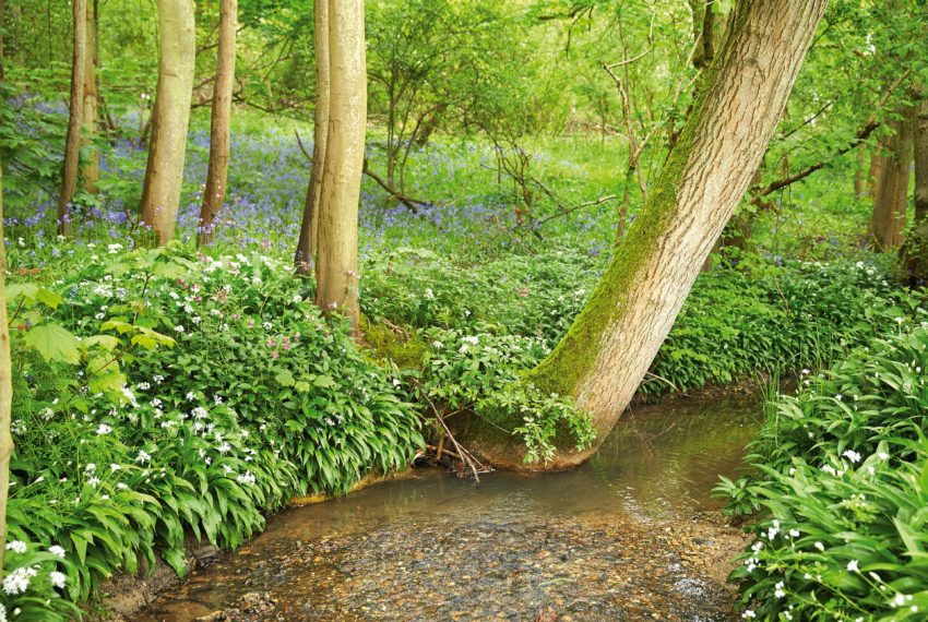 Woodbell Lodge Woodland Walks