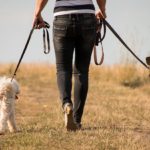 Dorset Dog Walking