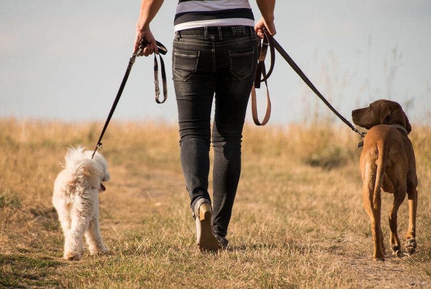 Dorset Dog Walking