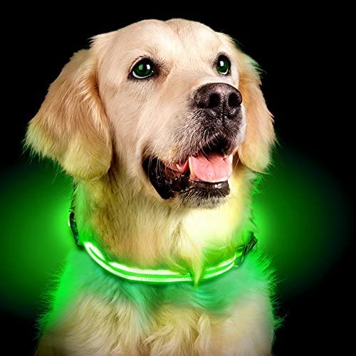 Shine for Dogs LED Collar