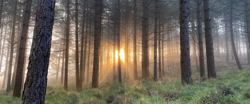 Wareham Forest