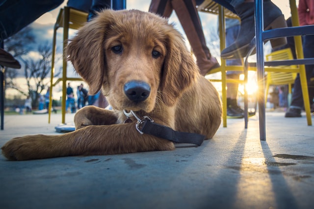 Dog Friendly Days Out in Dorset
