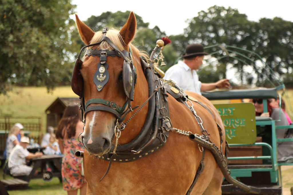 Dorset Heavy Horse Farm Park