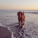 Dog Friendly Beaches Cumbria