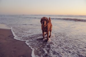 Dog Friendly Beaches Cumbria