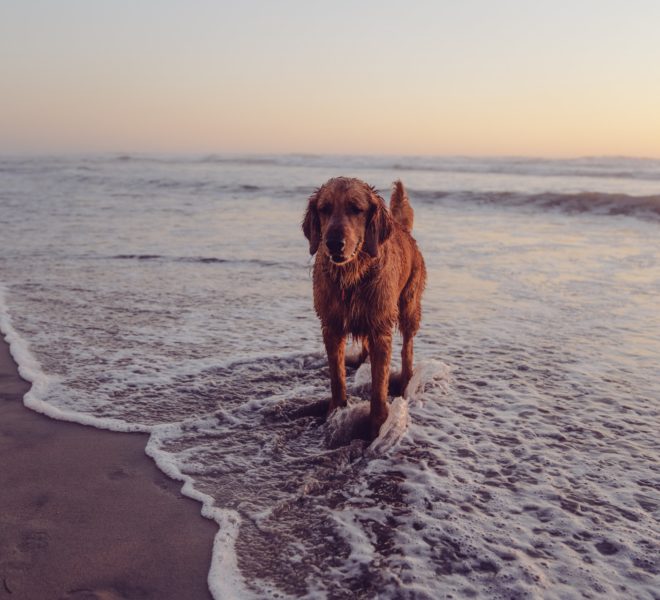 Dog Friendly Beaches Cumbria