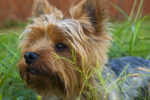 Dog Friendly Days Out in Gloucestershire