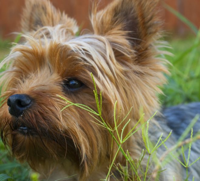 Dog Friendly Days Out in Gloucestershire