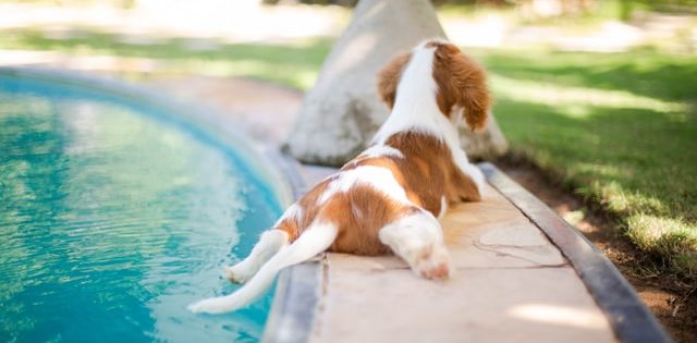 Dog Friendly Swimming Pools