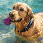 Dog Friendly Cottages with Swimming Pools