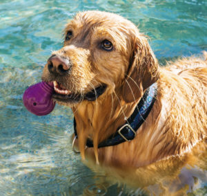 Dog Friendly Cottages with Swimming Pools