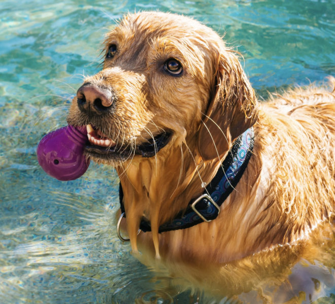 Dog Friendly Cottages with Swimming Pools