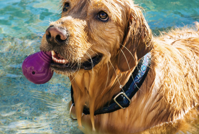 Dog Friendly Cottages with Swimming Pools
