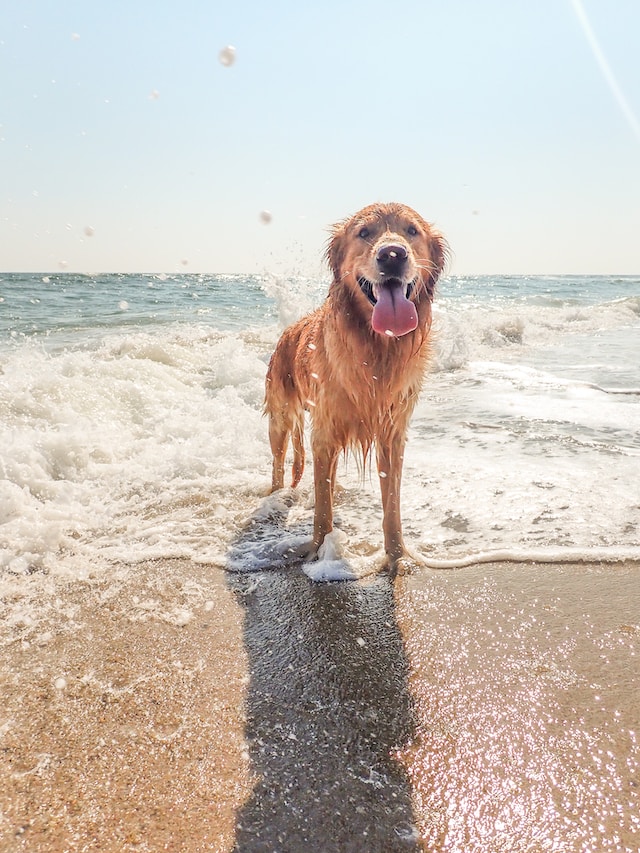 Dog on the beach