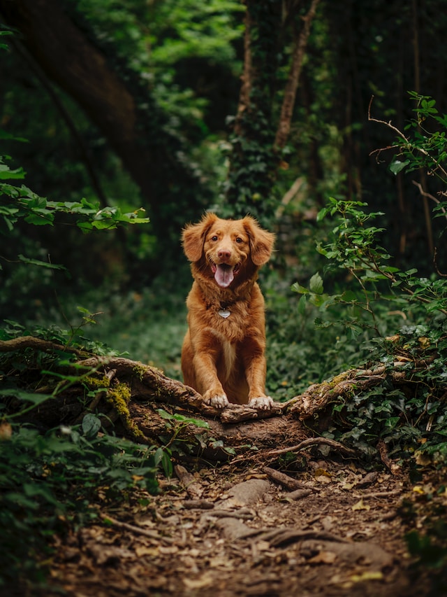 Dog running in the woods