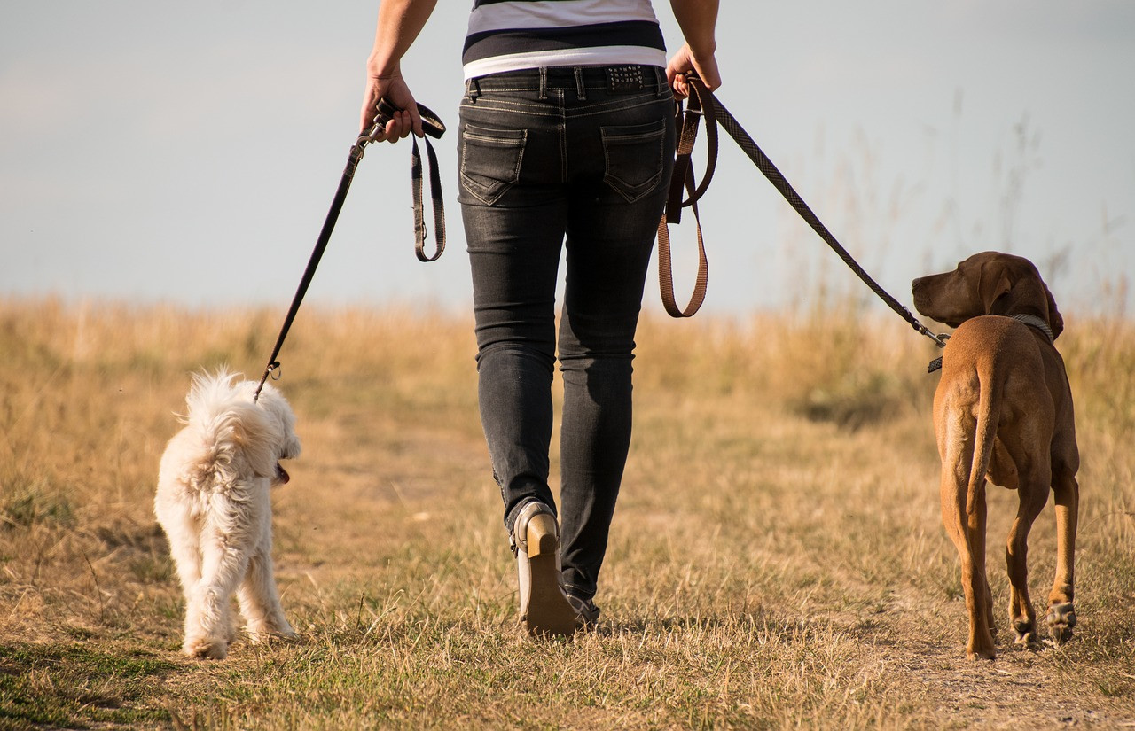 Dog Friendly Holiday Cottages